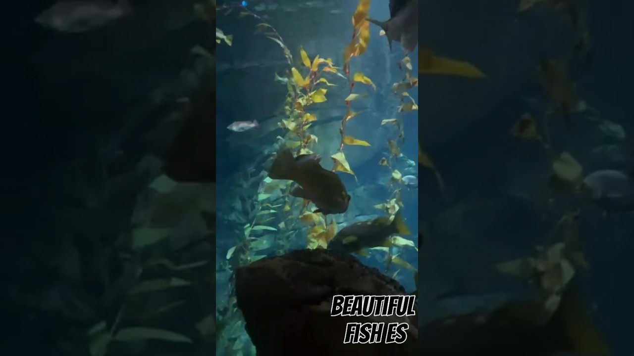 Beautiful Fishes#shortfeed# #viralvideo #song# Explore#Explore infinity 5566#Musica#trendy# #june2