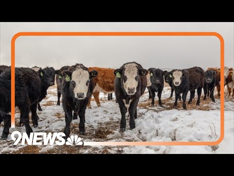 Colorado ranchers prepare for forecasted blizzard