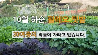 10월 하순 필레오 텃밭  30종의 작물이 자라고 있습니다. #주말농장 텃밭 가꾸기.