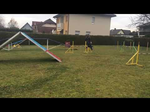 Running Contact Training (Callieway Amazing Emma) - 17.11.2017