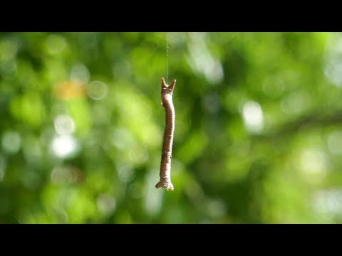 神経が糸でぶら下がっている