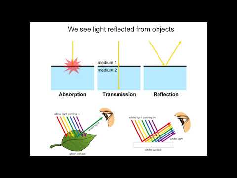 Introduction to light microscopy