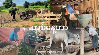 မိုးနှောင်းပိုင်းအညာက ကိုနေဝေးရဲ့ နေ့များထဲက တစ်နေ့တာ