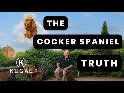 The Reality Of Cocker Spaniels