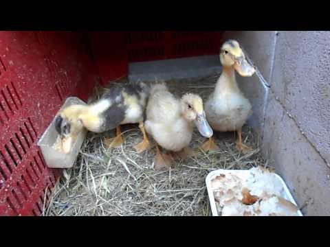 Tre paperelle in fase di crescita