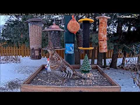Ruffed Grouse was first at the feeders ~ ©CornellLab, Boreal, Ont