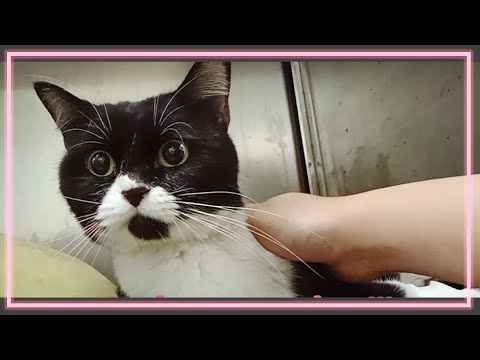 My Cat's Surgery with Stage 4 Kidney Disease || Vlog #16