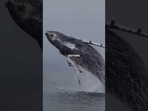 Pourquoi il ne faut jamais retirer les balanes d’une baleine