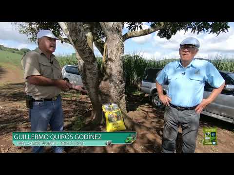 , title : 'Crotalaria Juncea: cultivo de cobertura y abono verde'