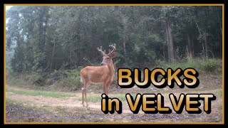 Ceyomur CY95 trail camera catches MISSOURI OZARK BUCKS in VELVET
