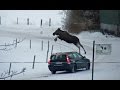 Top 10 Moose on the road compilation 2015