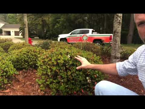 Indian Hawthornes in the Landscape