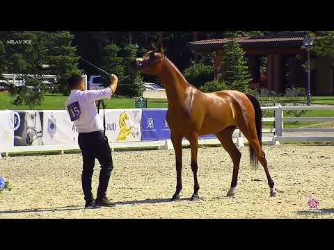 N.15 AS HOPE - Milan 2020 Arabian Horse Show - Fillies 2 Years Old (Class 2)