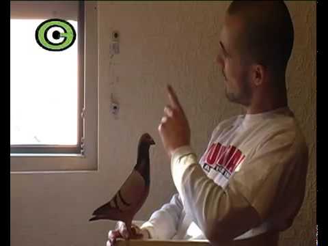 Coole Gang   Brieftaubenfreunde feat Hermann Weiss