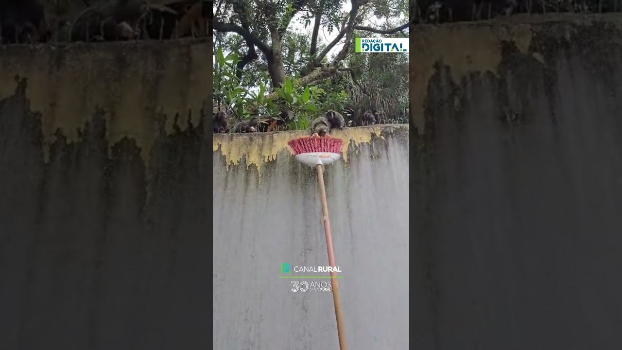 Jeito improvisado de alimentar saguis chama atenção na Zona Sul de SP