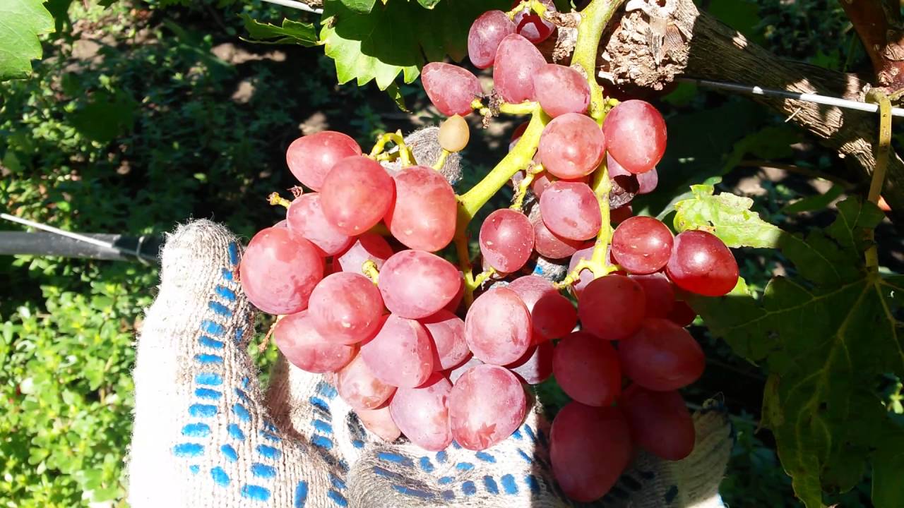 Виноград Ассоль