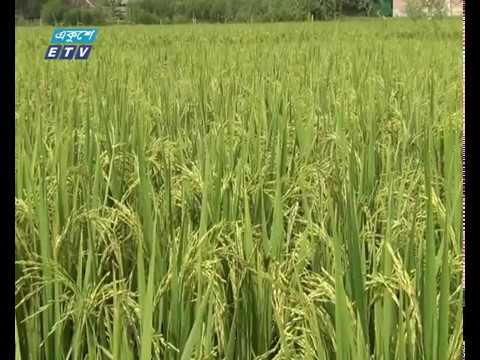 দিনাজপুরে জনপ্রিয় হচ্ছে ‘আলোর ফাঁদ’ পদ্ধতির ধান চাষ