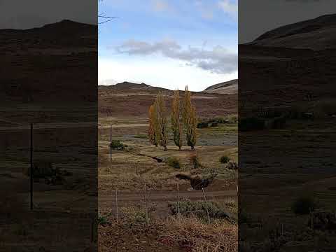 los miches Neuquén 2026