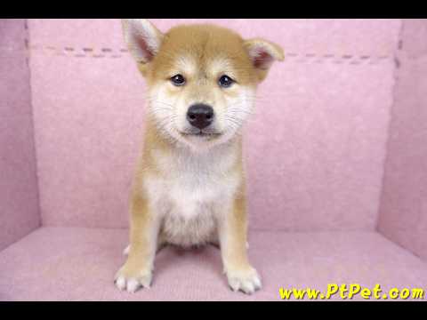 06/02赤色柴犬公幼犬(高雄林園)