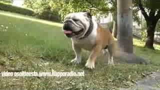 Happoradio - Hirsipuu (Kulissien takana / Behind the scenes)