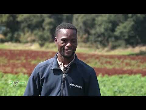 Mastering Tomato Production | Agric Connect Zimbabwe S1