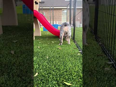 Video 2
