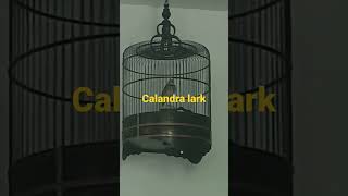 Download lagu Pekling calandra lark..branjangan import gaes mp3 Download lagu Pekling calandra lark..branjangan import gaes mp3