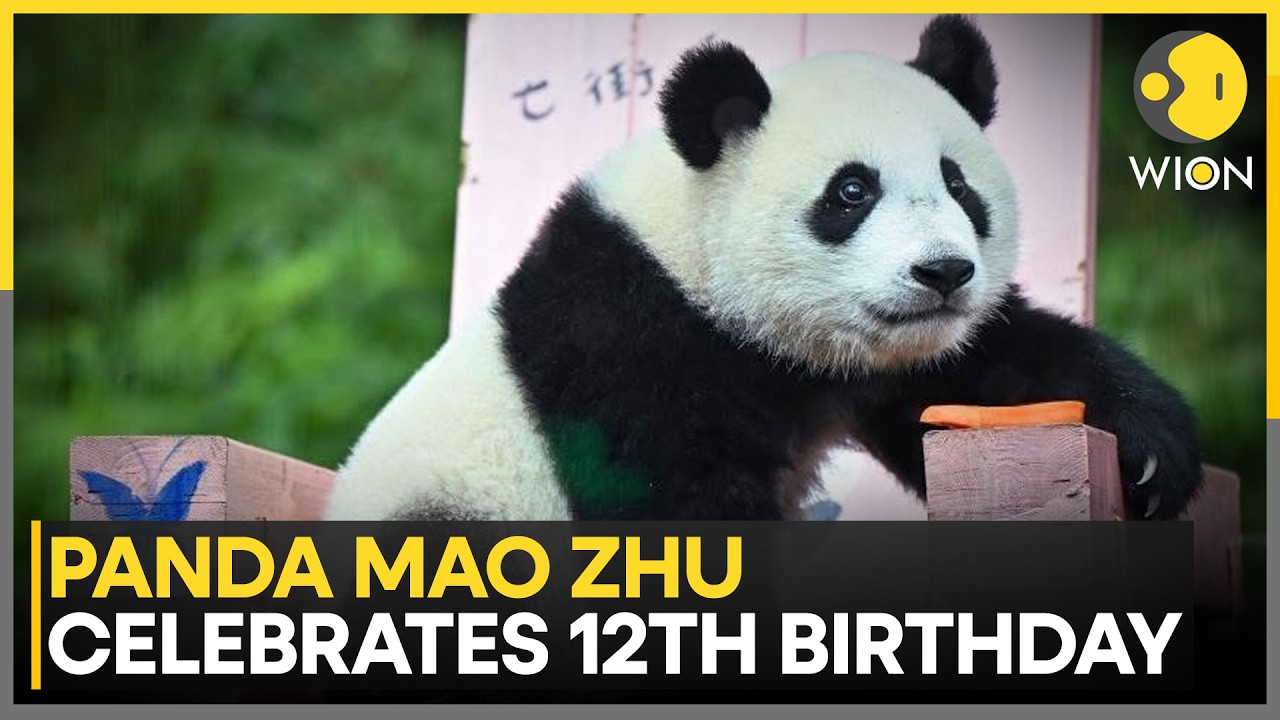Panda Mao Zhu's 12th Birthday: Special Bamboo Gifts Marks Panda's Birthday Bash | WION News