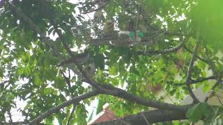 Má Lỡ  Giọng Soắn Gấu Chó Cho Ae Bảo Tồn ( 076 Bốn Năm Không 29 28)  Thiên Hương Thủy Nguyên HP