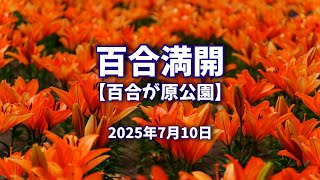 2025年7月10日 百合満開【百合が原公園】