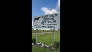 From Pasture to Plate | Feeder Auction with Emily Phillips