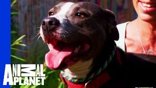 Waiting for a Forever Home: Wanda | Pit Bulls & Parolees by Animal Planet