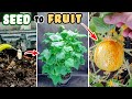 Lemon Cucumber Plant Growing Time Lapse - Seed To Fruit (94 Days)