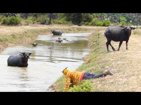 Fake Tiger Prank Buffalo 🐃