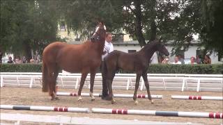 Video von Perpignan Noir