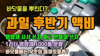 감귤농사 8월 인산이 중요한 이유 바닷물액비로 당도를 올리고 맛있는 과일 만드는 방법 비싼 액비 사지 말고 …