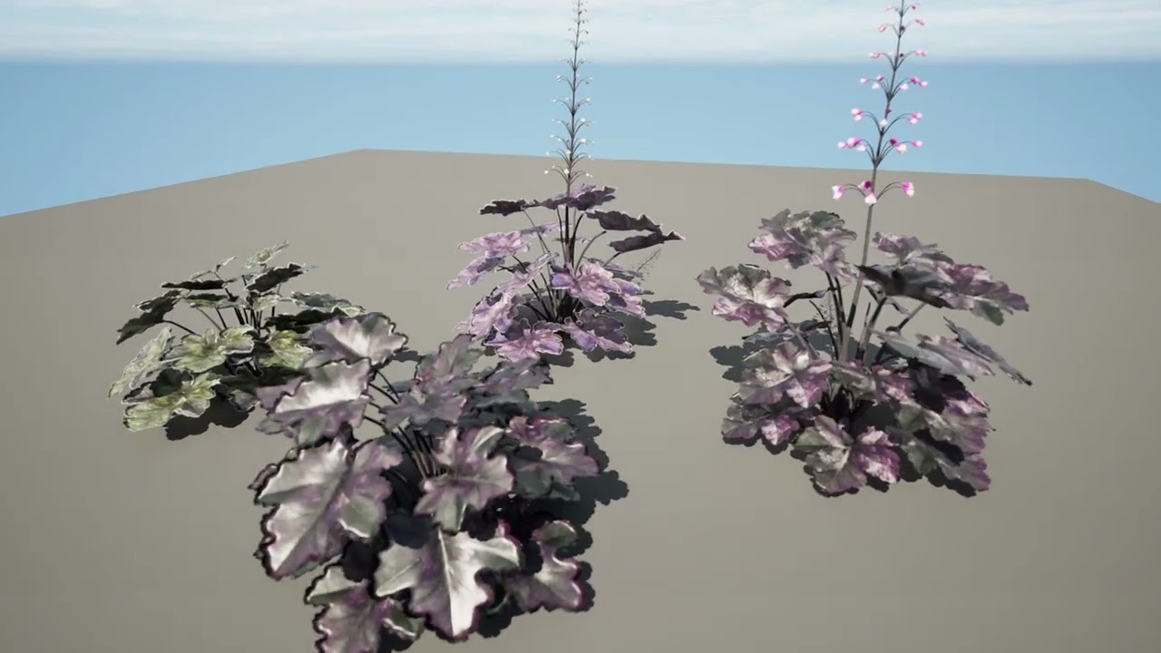 Black Pearl plant flowers 3D Model
