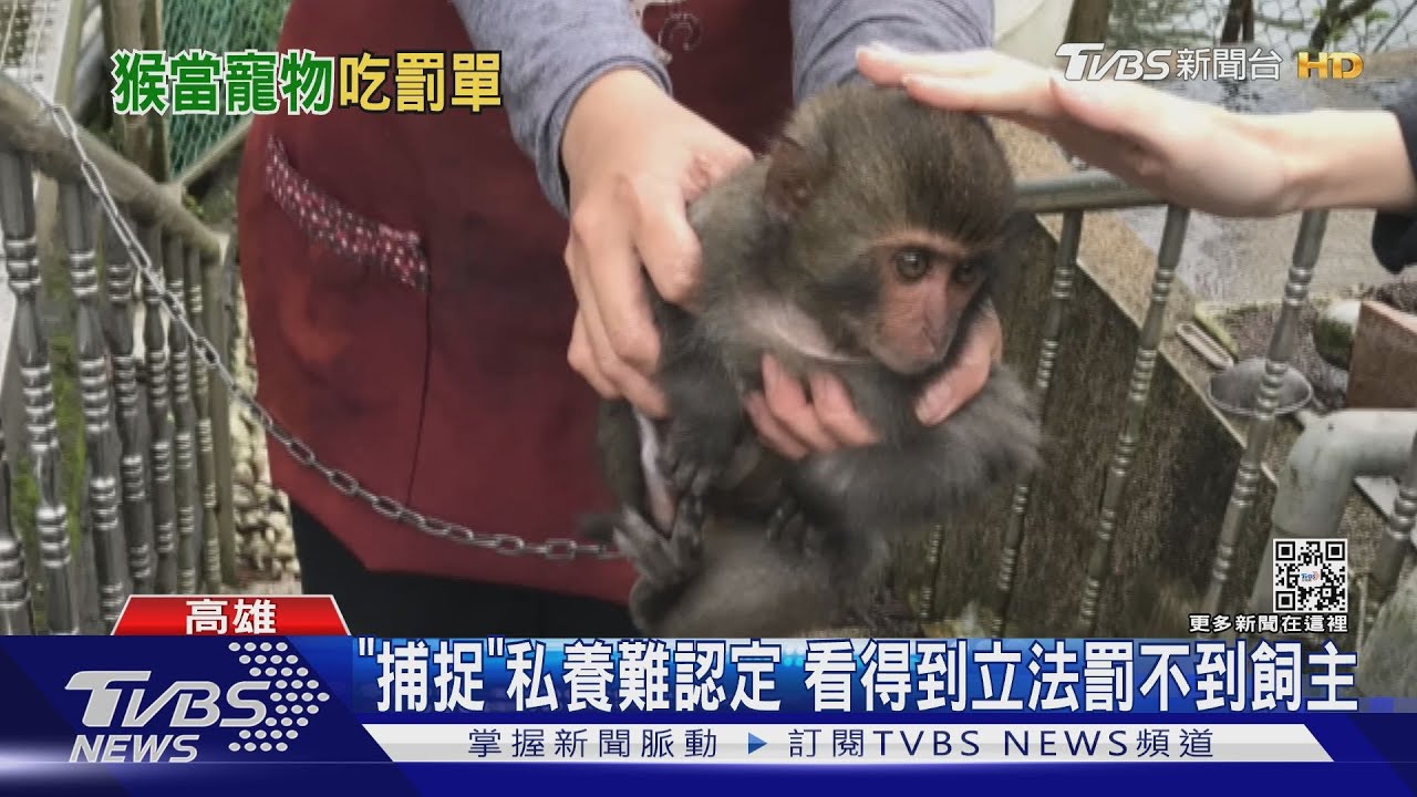 怎麼忍心！鐵籠鍊栓綁、不給喝水　私養獼猴3年127件