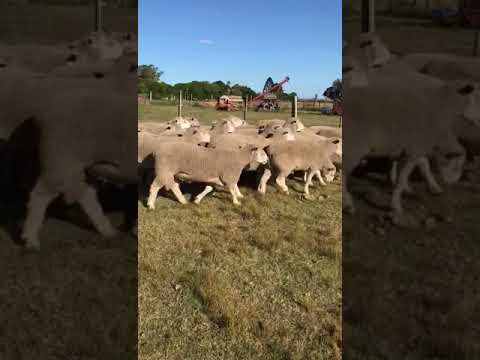 Las Rosas Poll Dorset