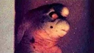 DUENDE CAPTURADO EN ESPAÑA Gnomo de Girona @OxlackCastro