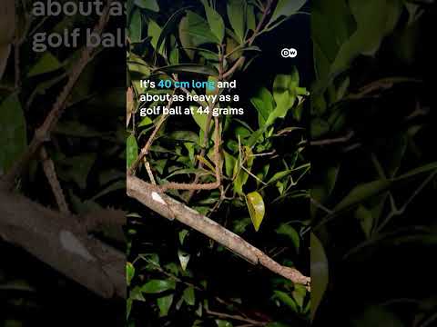 New species of stick insect discovered in Australia | DW News