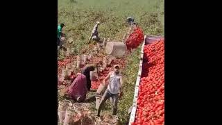 This Man&#39;s Unique Technique Of Loading A Truck With Tomatoes Goes Viral #shorts