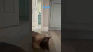 Don’t worry he’s just playing. #blue #the #cat #bat #youtubeshorts #silly #crazy