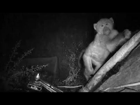 Djuma: Baboons and Impala getting ready for the night -18:12 - 04/07/19