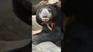 Download lagu Brunei #travel #explore #brunei #wildlife #tours #animals #adventure #trending #digidi #2026 #shorts mp3