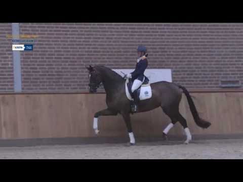 Gipsy KWPN/EDS COLLECTION 2016