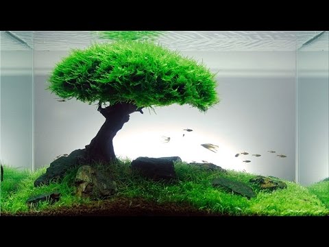 Cara buat Aquascape Natural HD