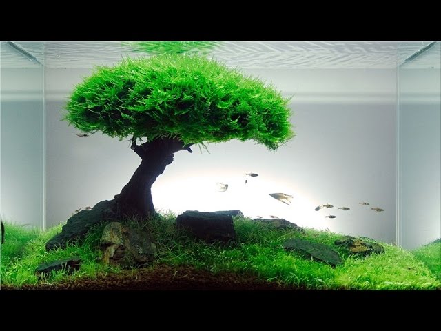 Cara buat Aquascape Natural HD