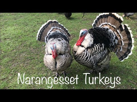 , title : 'Narragansett Turkeys - A Wonderful Breed for your Homestead'