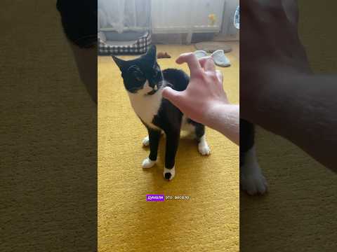 Никогда не показывай коту этот жест